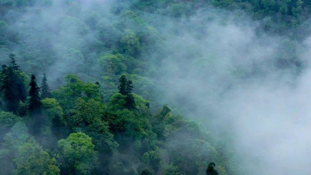 长白山珍稀古树群发现记